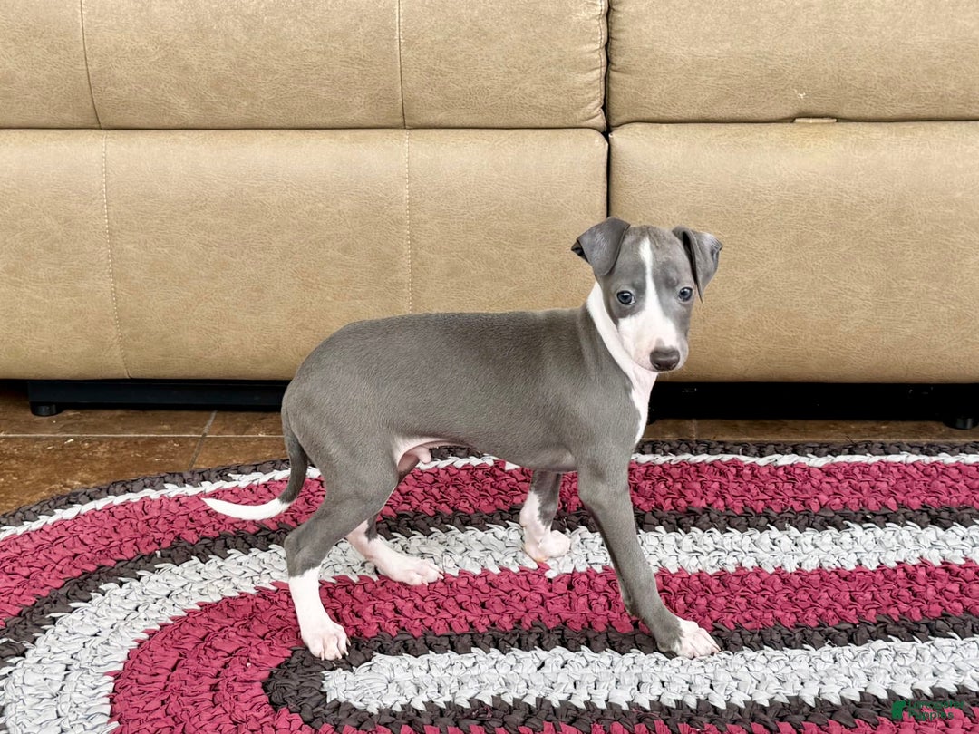 Italian Greyhound dogs for sale: Mj - Image 4