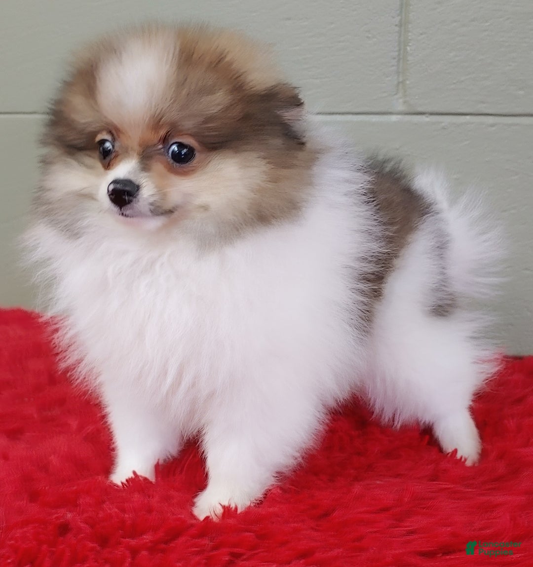 Pomeranian dogs for sale: Clark - Image 18