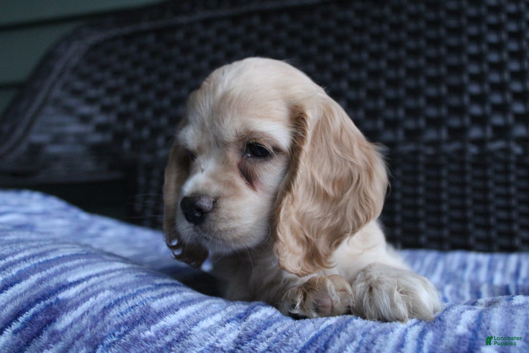 Cocker Spaniel dogs for sale: Marshmallow - Image 15
