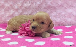 Cockapoo dogs for sale: Lydia - Image 19