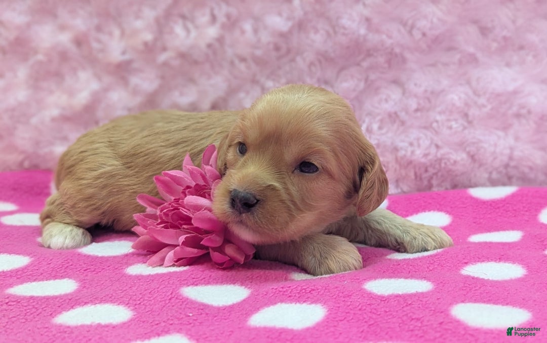 Cockapoo dogs for sale: Lydia - Image 19