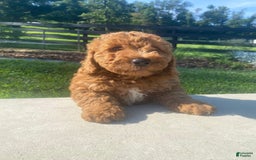 Mini Goldendoodle dogs for sale: Duke - Image 10