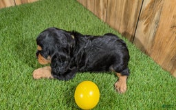 Cavalier King Charles Spaniel dogs for sale: Brin Girl 4 - Image 8