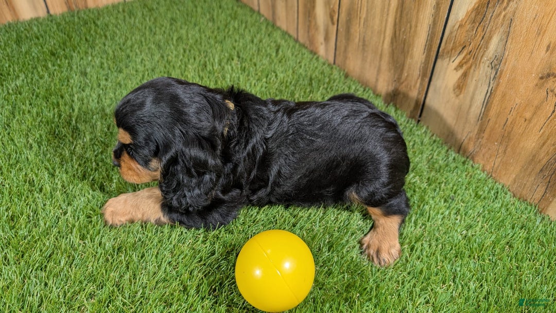 Cavalier King Charles Spaniel dogs for sale: Brin Girl 4 - Image 8