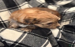 Morkie dogs for sale: Forest Run - Image 2