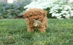 Toy Poodle dogs for sale: Maple - Image 3