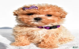 Maltipoo dogs for sale: Maltipoo 2 puppies - Image 5