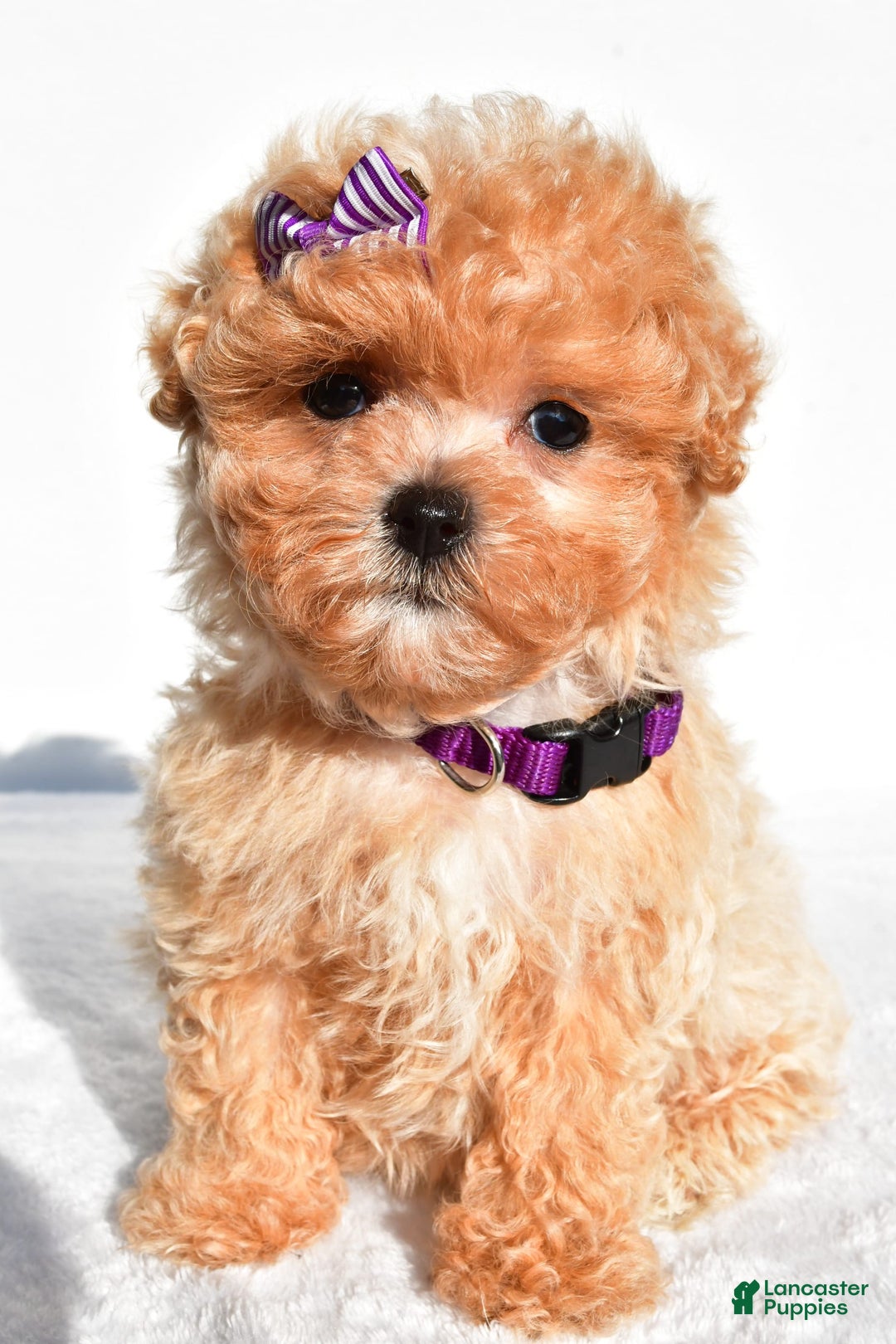 Maltipoo dogs for sale: Maltipoo 2 puppies - Image 5