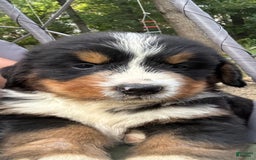 Bernese Mountain Dog dogs for sale: Red - Image 6