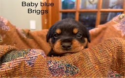 Rottweiler dogs for sale: Briggs - Image 6