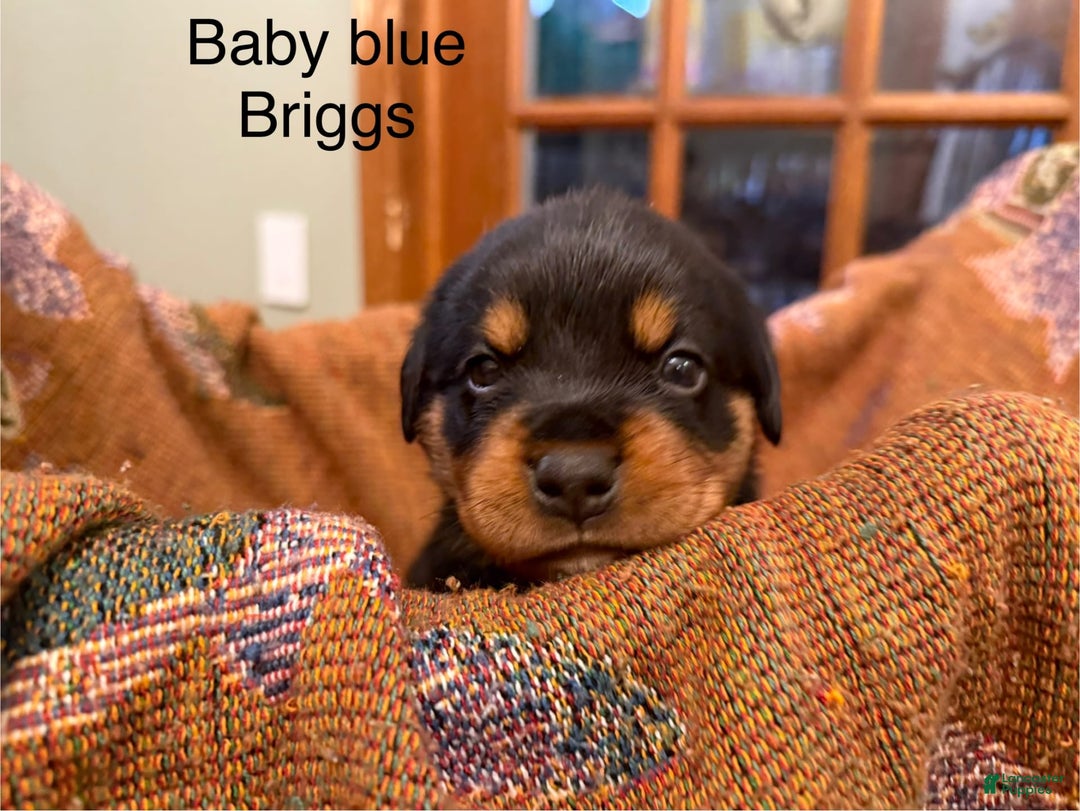 Rottweiler dogs for sale: Briggs - Image 6
