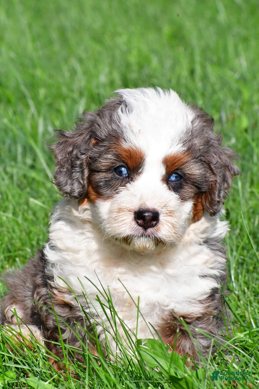 Mini Bernedoodle dogs for sale: Cassidy - Image 4