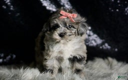 Maltipoo dogs for sale: Precious - Image 2
