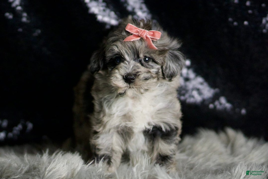 Maltipoo dogs for sale: Precious - Image 2
