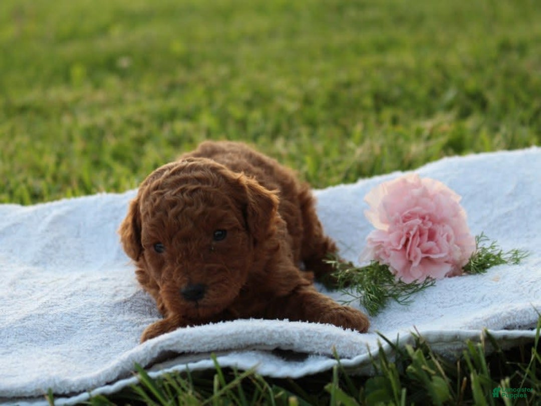 Miniature Poodle dogs for sale: Aleah - Image 7