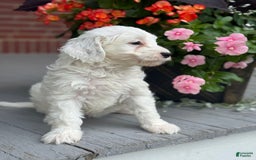 Mini Bernedoodle dogs for sale: Star - Image 2