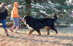 Bernese Mountain Dog dogs for sale: Beau - Image 2