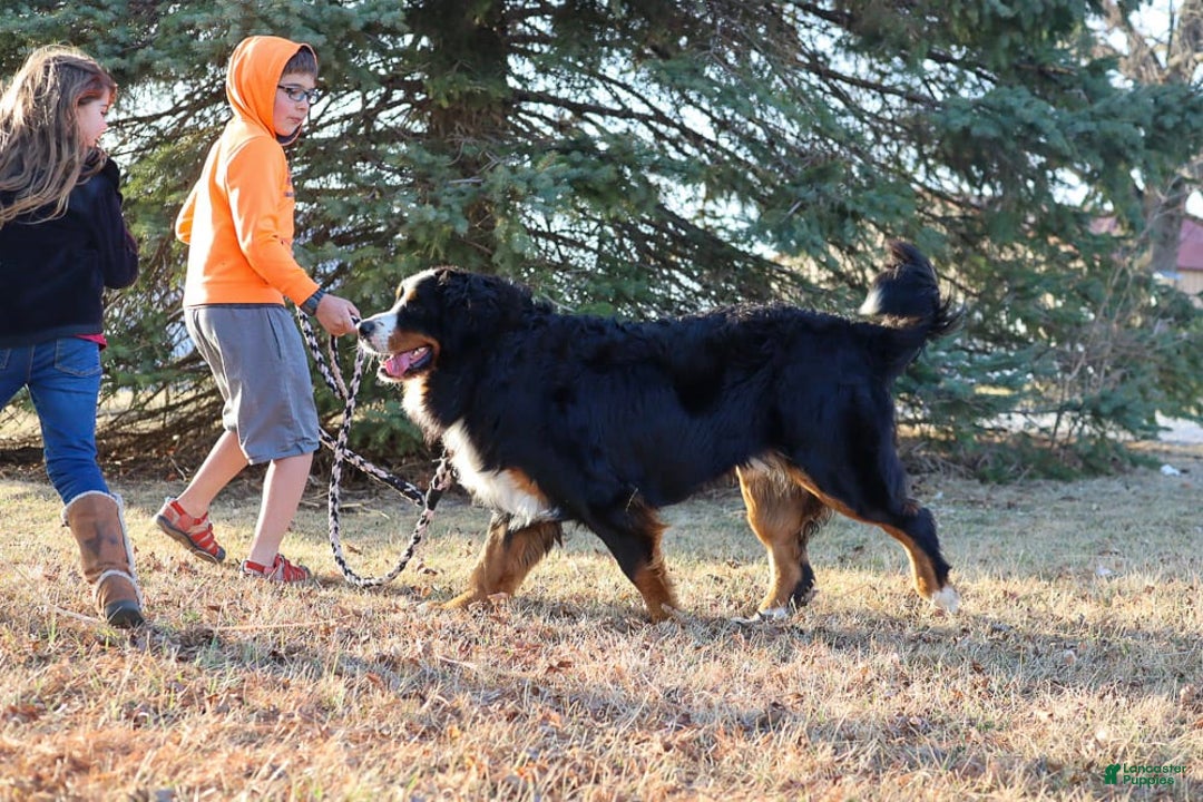 Bernese Mountain Dog dogs for sale: Beau - Image 2