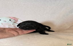 Great Dane dogs for sale: Onyx - Image 8