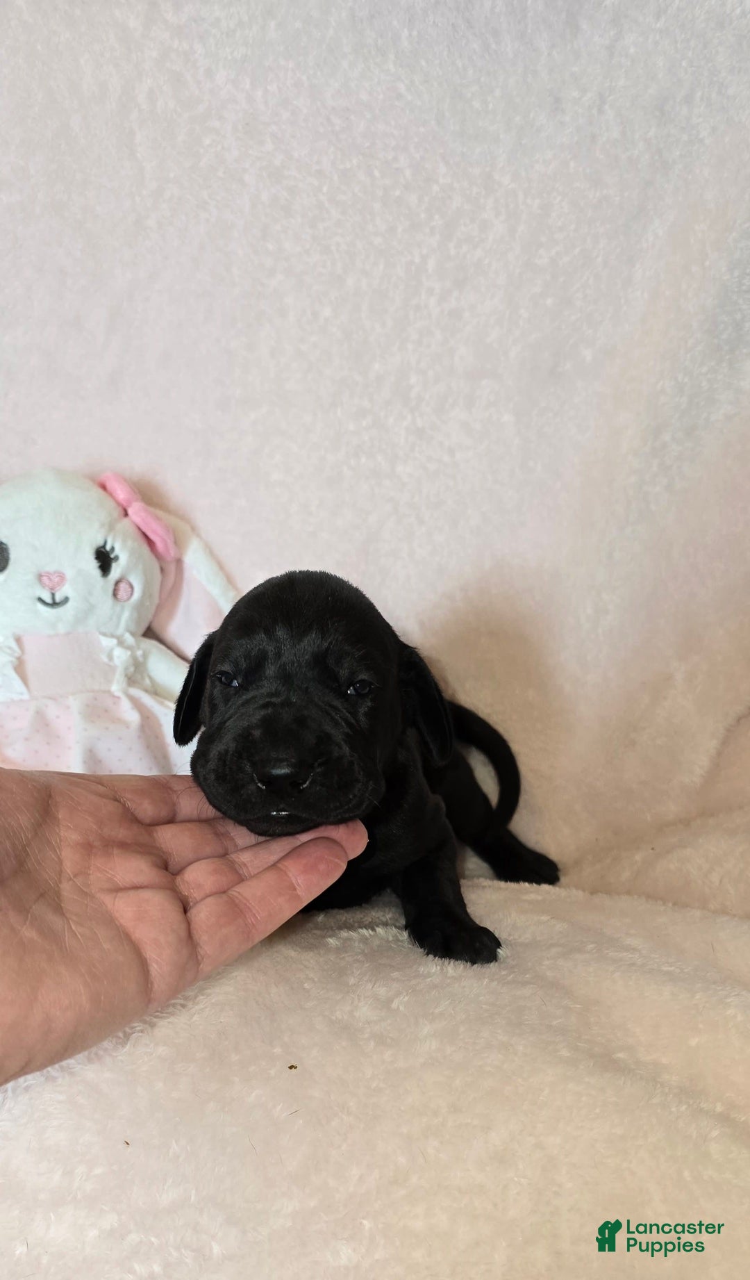 Great Dane dogs for sale: Onyx - Image 8