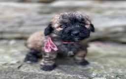 Miniature Poodle dogs for sale: Tara - Image 8