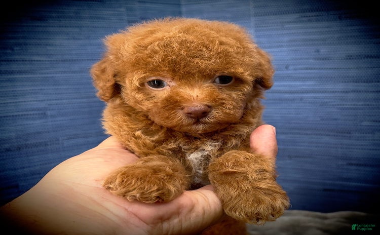 Maltipoo dogs - Advert 24