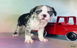 Frenchton dogs for sale: Cookie Dna Clear - Image 6