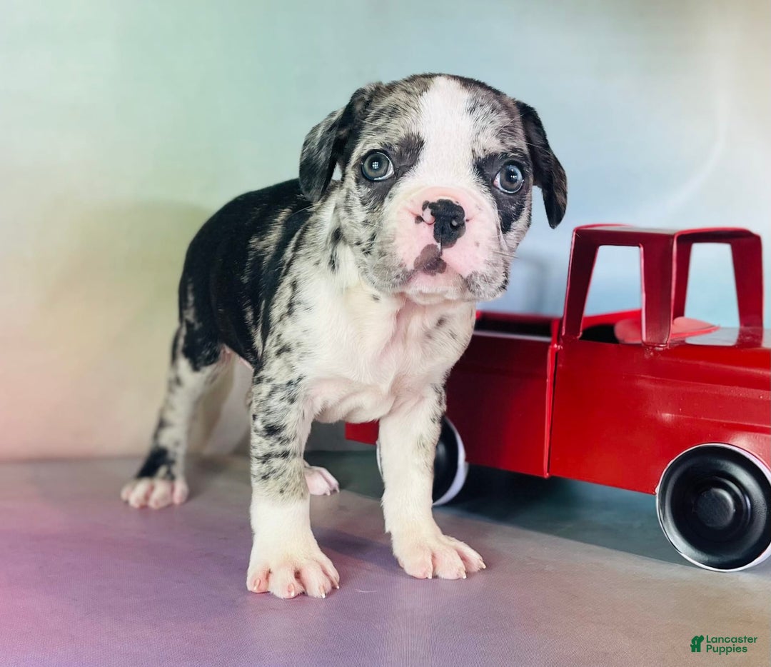 Frenchton dogs for sale: Cookie Dna Clear - Image 6