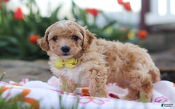 Miniature Poodle dogs for sale: Jazz - Image 3