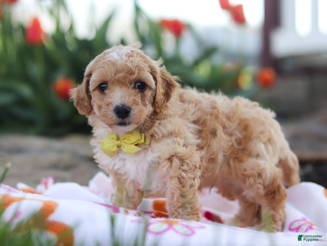 Miniature Poodle dogs for sale: Jazz - Image 3