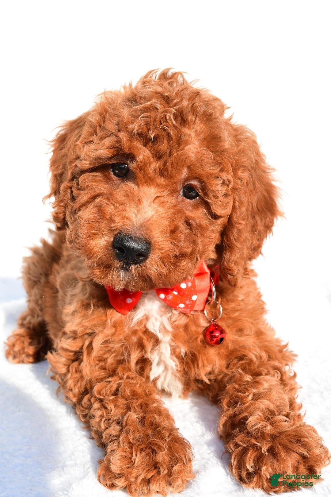 Miniature Poodle dogs for sale: Miniature Poodle 5 puppies - Image 12