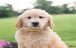 Golden Retriever dogs for sale: Rhette - Image 2