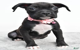 Boxer dogs for sale: Ruby - Image 1