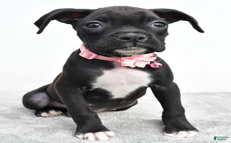 Boxer dogs for sale - Ad 4
