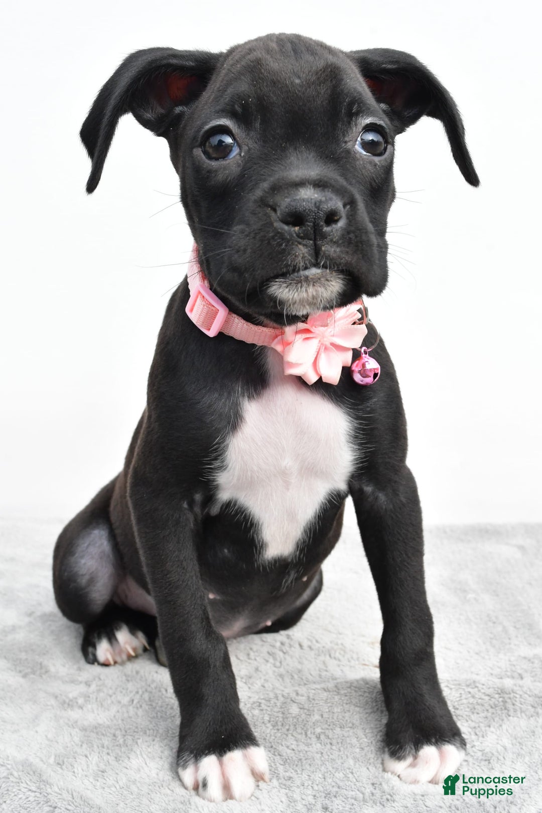 Boxer dogs for sale: Ruby - Image 1