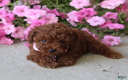 Toy Poodle dogs for sale: Tessa - Image 2