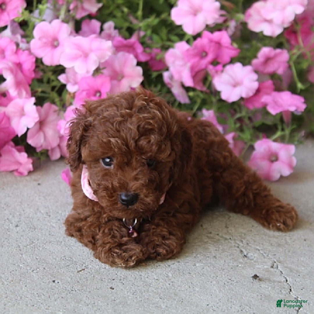 Toy Poodle dogs for sale: Tessa - Image 2