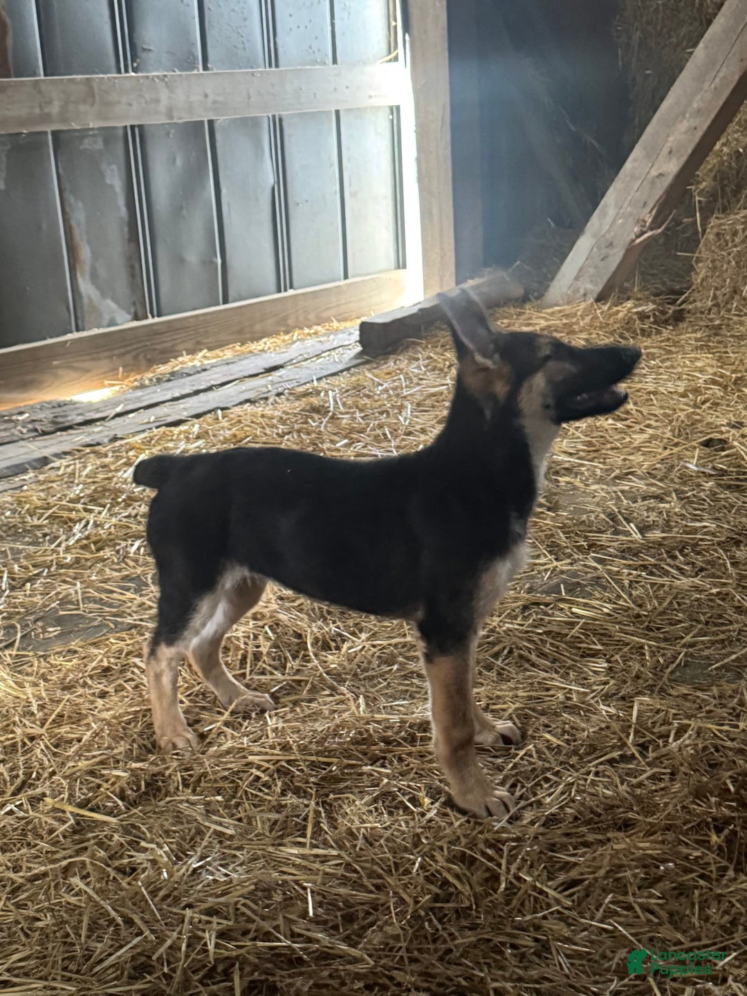 German Shepherd dogs for sale: Daisy - Image 2
