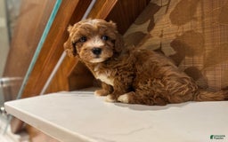 Cavapoo dogs for sale: Jake - Image 2