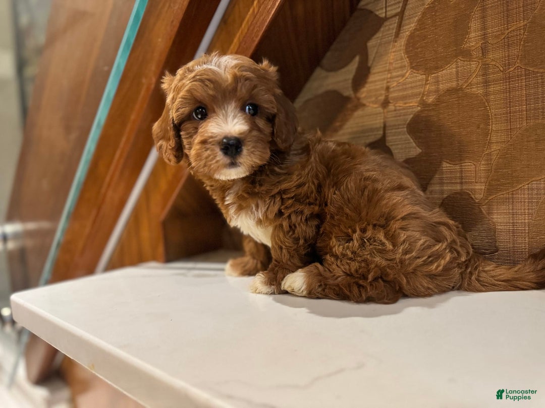 Cavapoo dogs for sale: Jake - Image 2