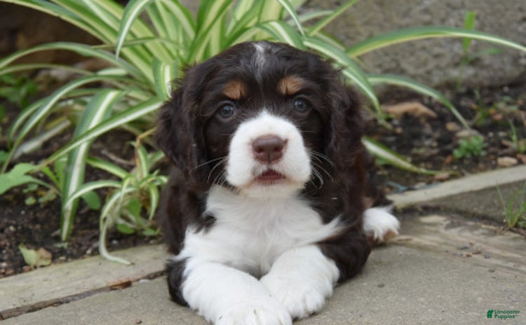 Cocker Spaniel dogs for sale - Ad 4