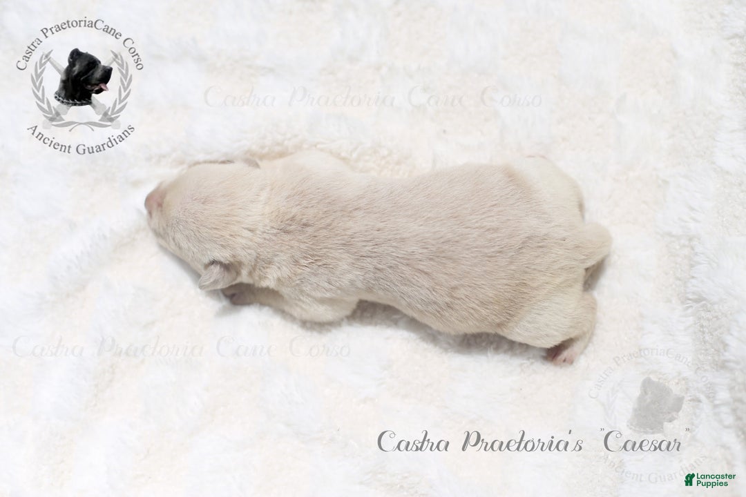Cane Corso dogs for sale: "caesar" - Image 6
