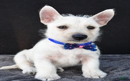 West Highland Terrier dogs for sale: Nugget - Image 4