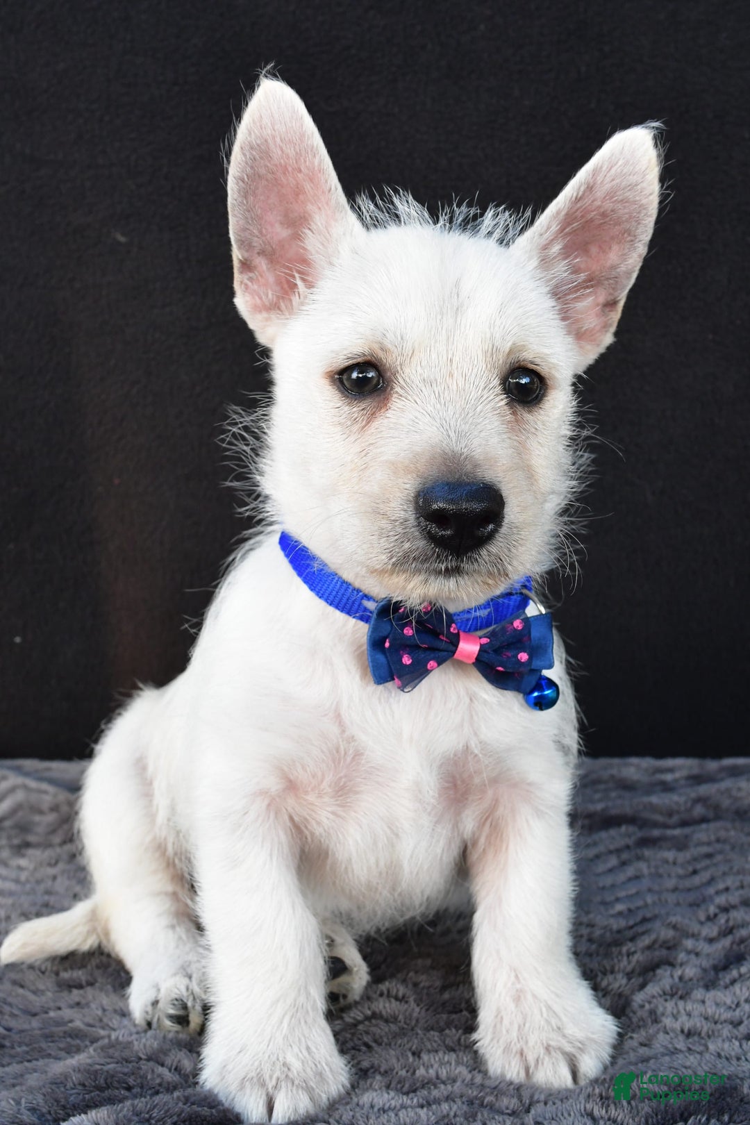 West Highland Terrier dogs for sale: Nugget - Image 4