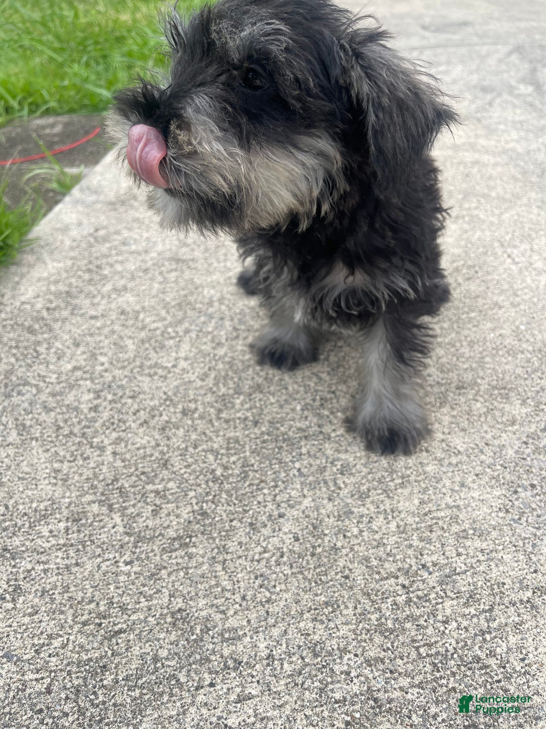 Miniature Schnauzer dogs for sale: Pepper And Gray - Image 3