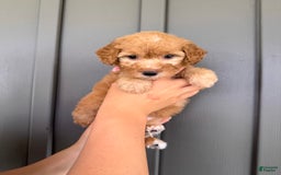  dogs for sale: Mini Goldendoodle 6 puppies - Image 4