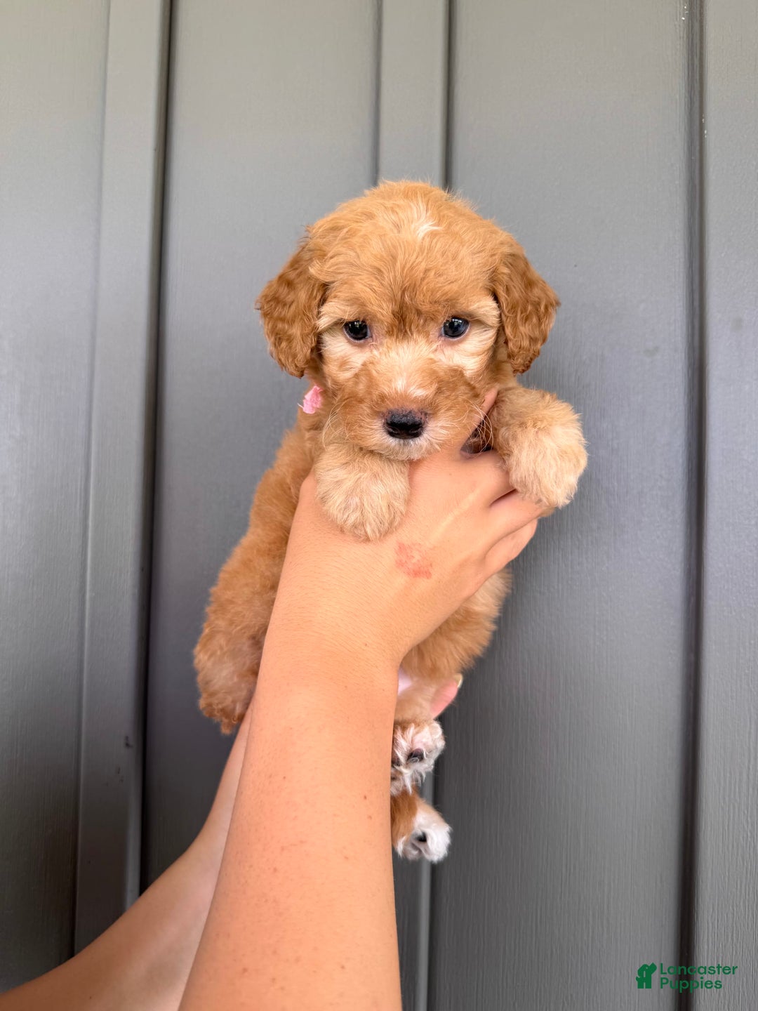  dogs for sale: Mini Goldendoodle 6 puppies - Image 4