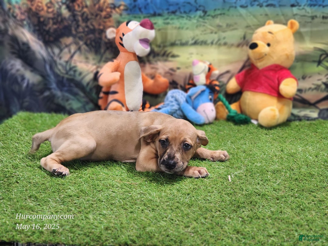 Catahoula Leopard Dog dogs for sale: Houdini 2025 Female 1 - Image 9