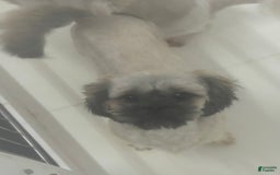 Shih Tzu dogs for sale: Aero - Image 10