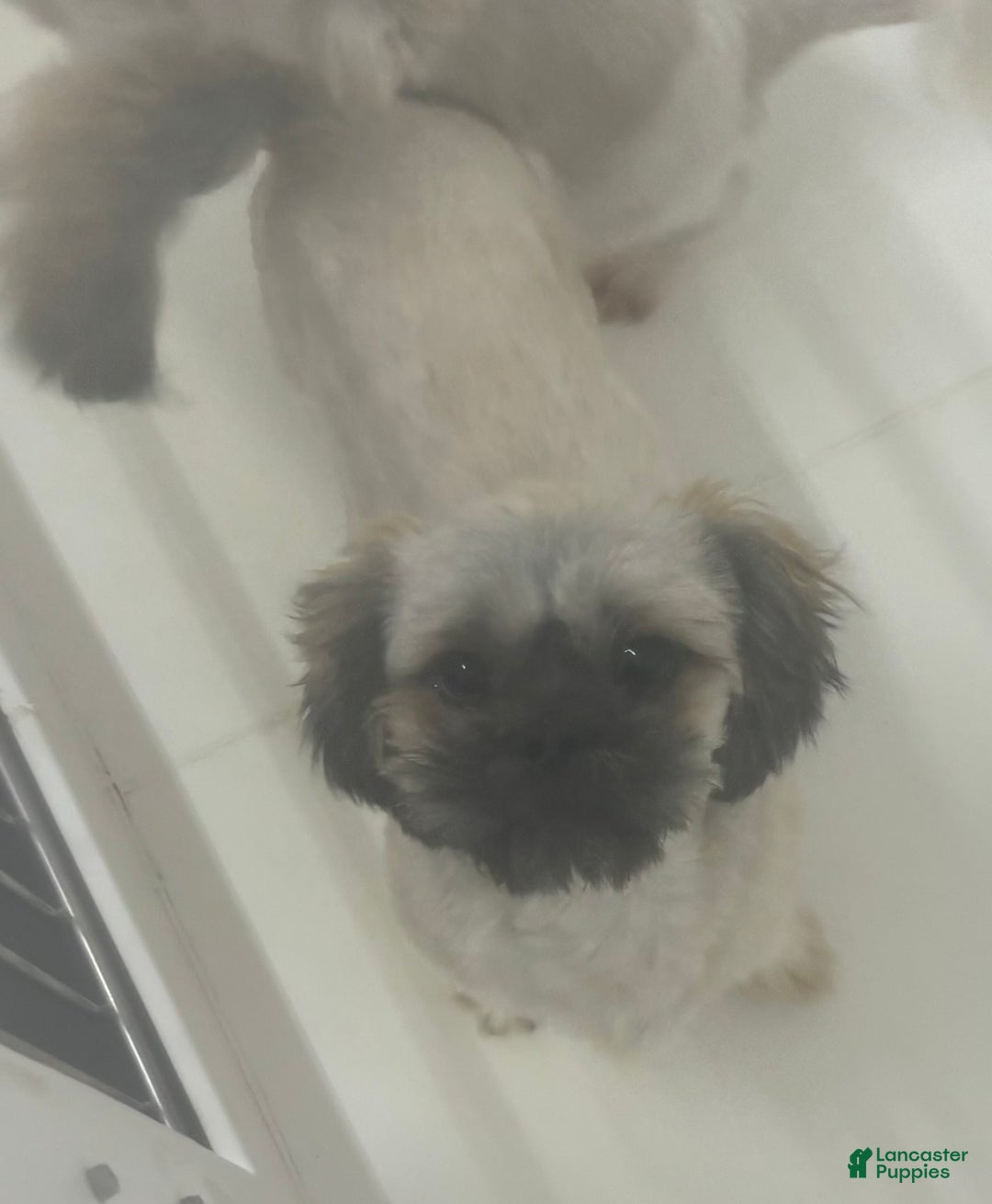 Shih Tzu dogs for sale: Aero - Image 10